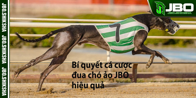 Bí quyết cá cược đua chó ảo JBO hiệu quả